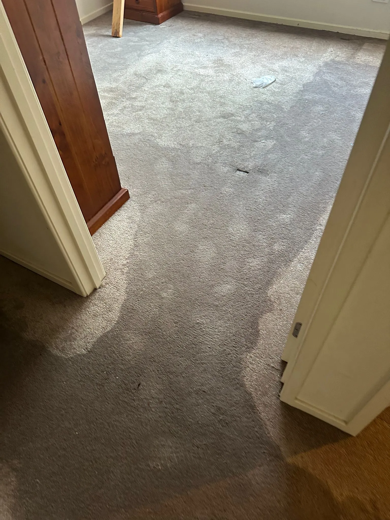 carpet