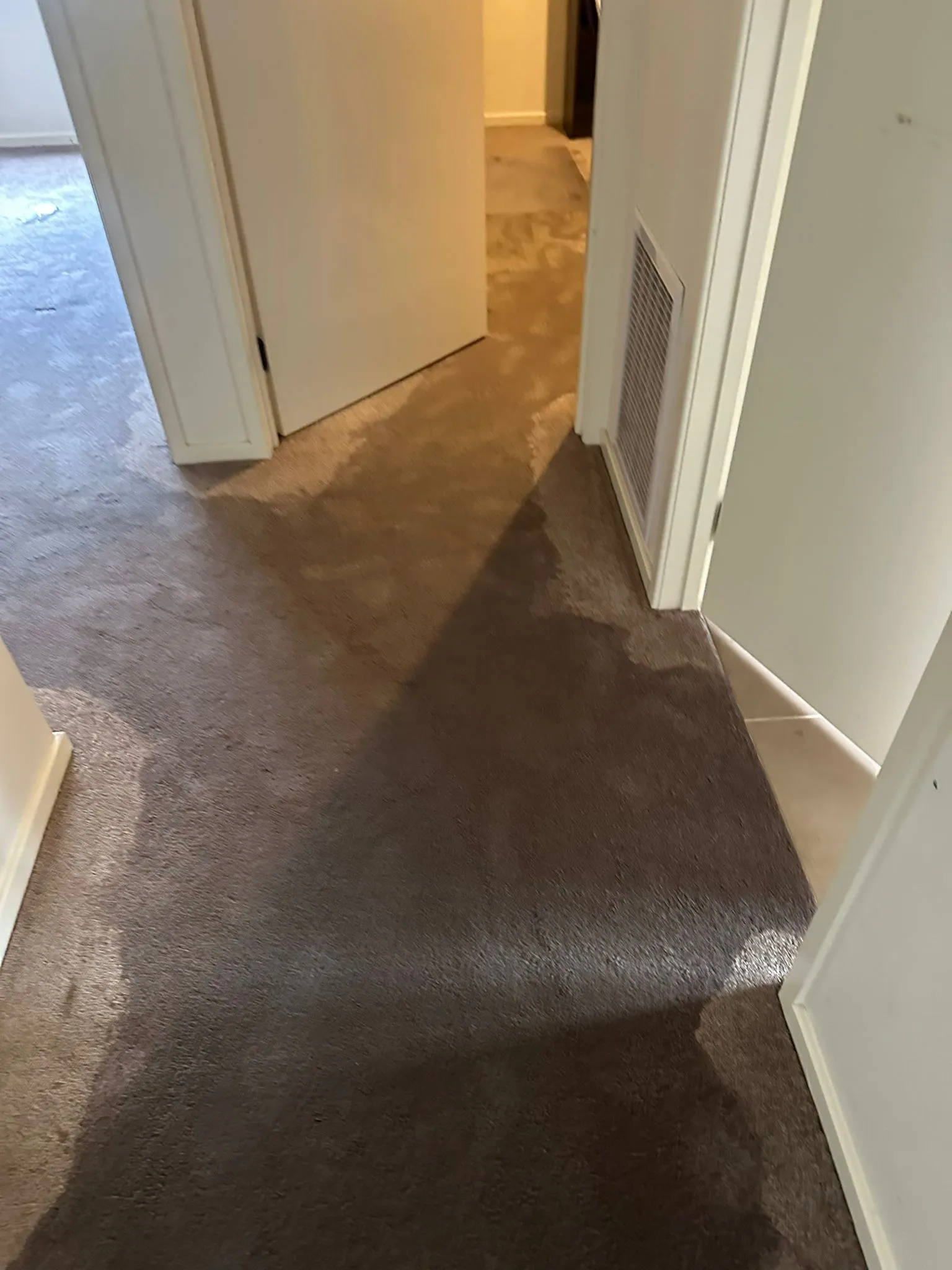 carpet