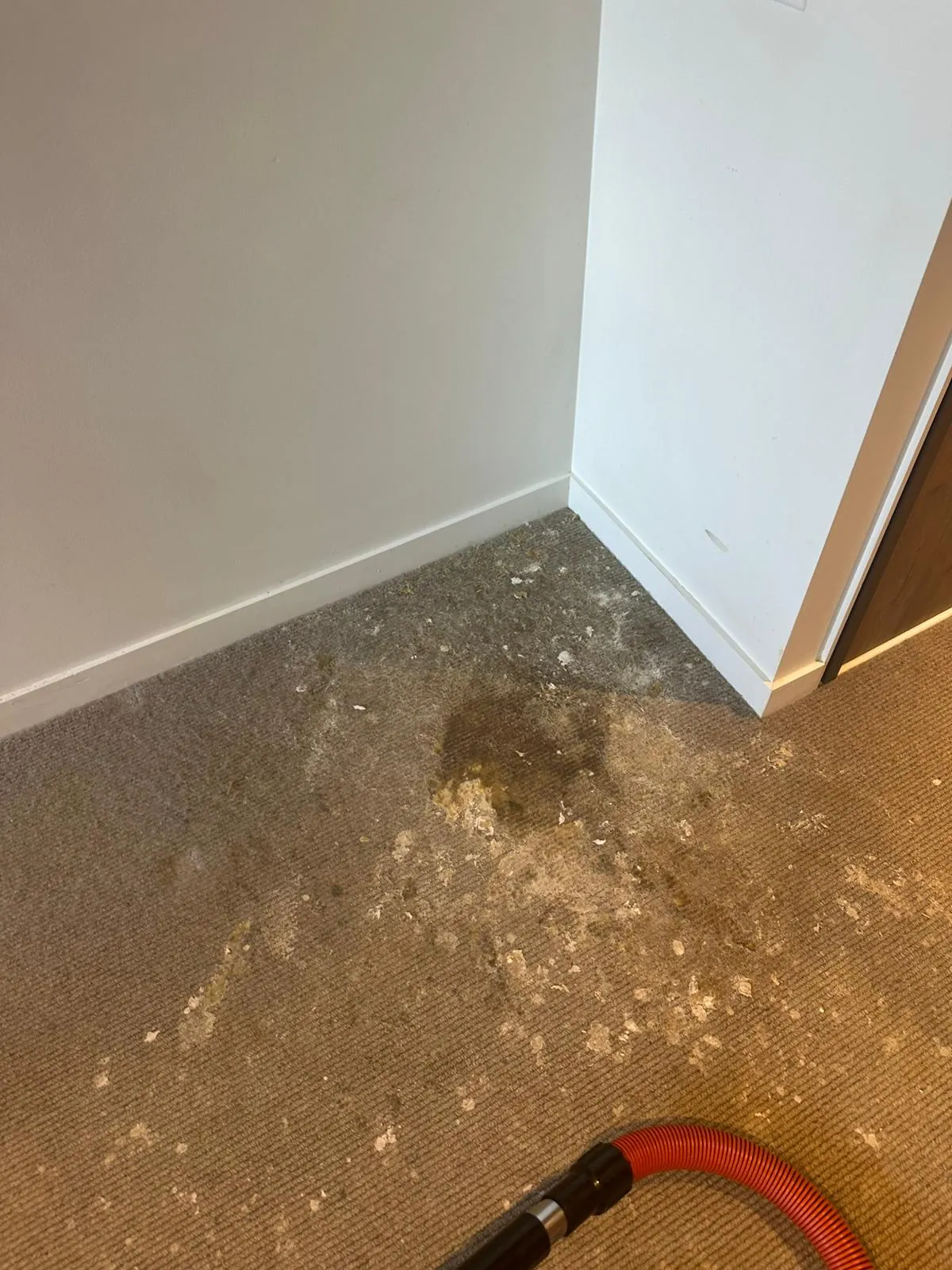 carpet